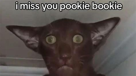 pokie memes|Iba pa.